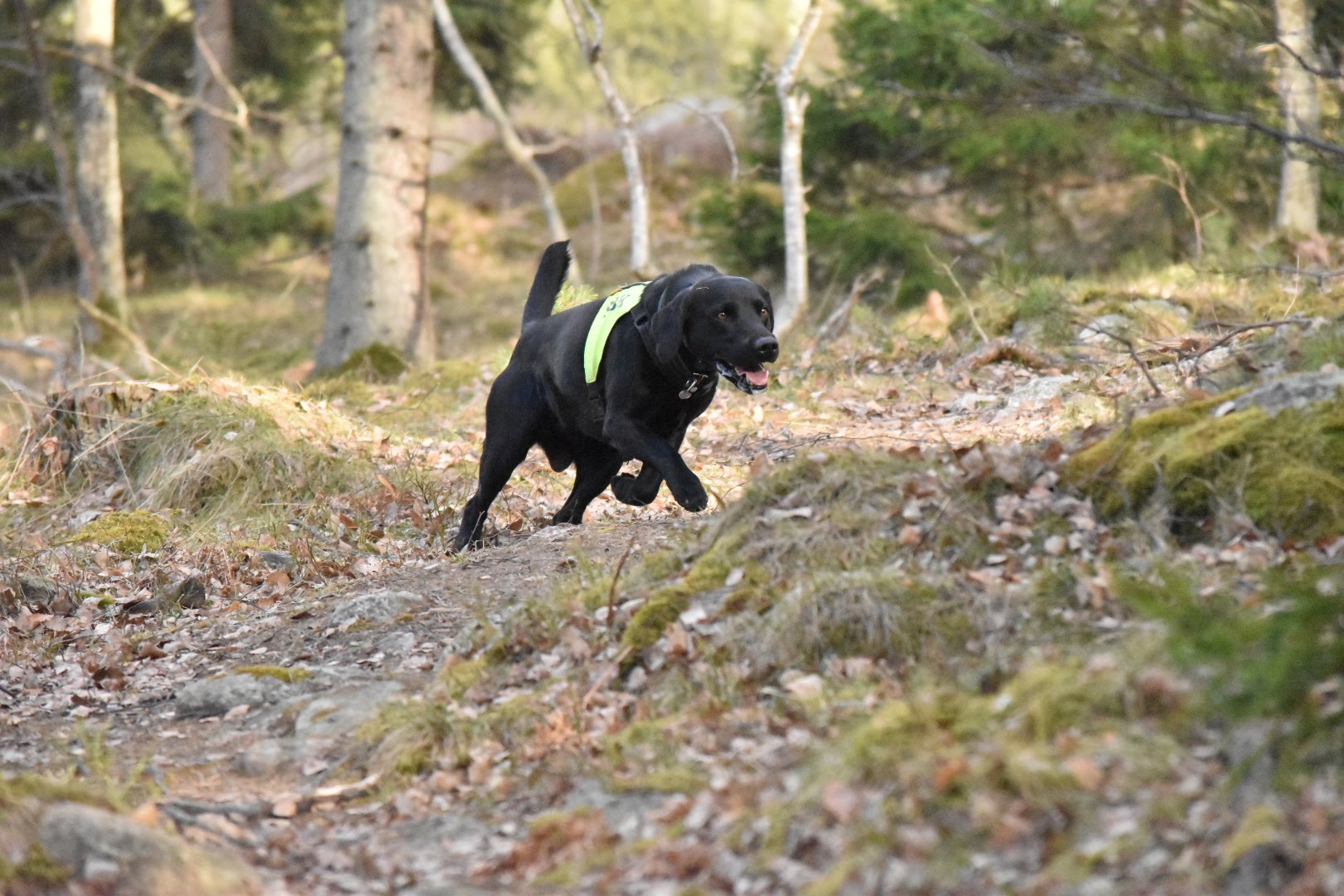 Svart labrador i uppletande rutan