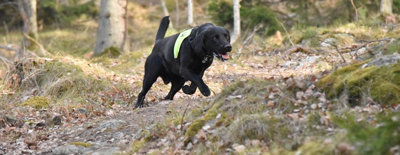 Svart labrador i uppletande rutan