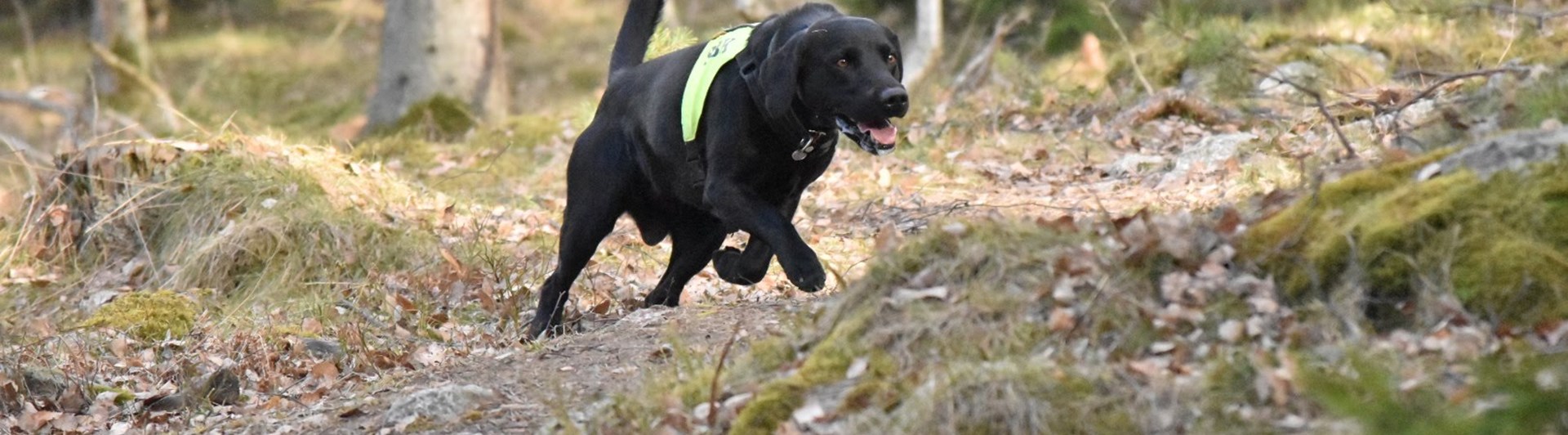 Svart labrador i uppletande rutan