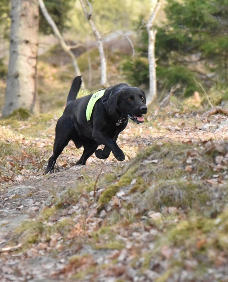 Svart labrador i uppletande rutan