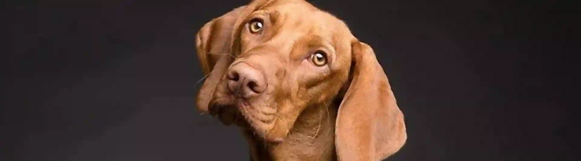 Bild som visar ett hundhuvud.