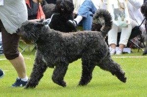 Bouvier des flandres som springer i utställningsring