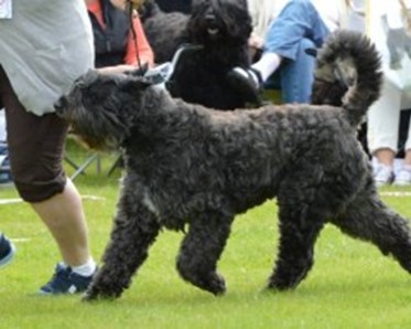 Bouvier des flandres som springer i utställningsring