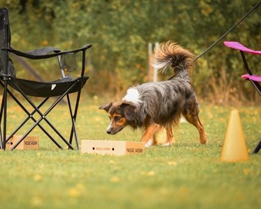 American Miniature Shepherd Nosework