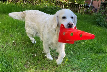 golden retriever apporterar orange plastkon