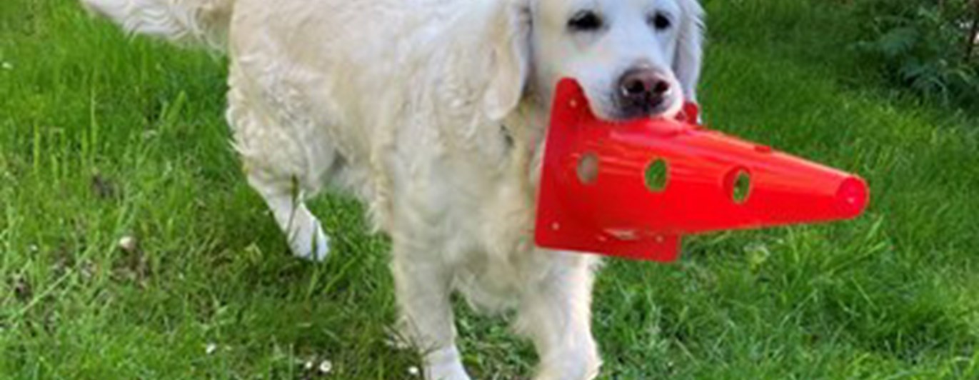 golden retriever apporterar orange plastkon
