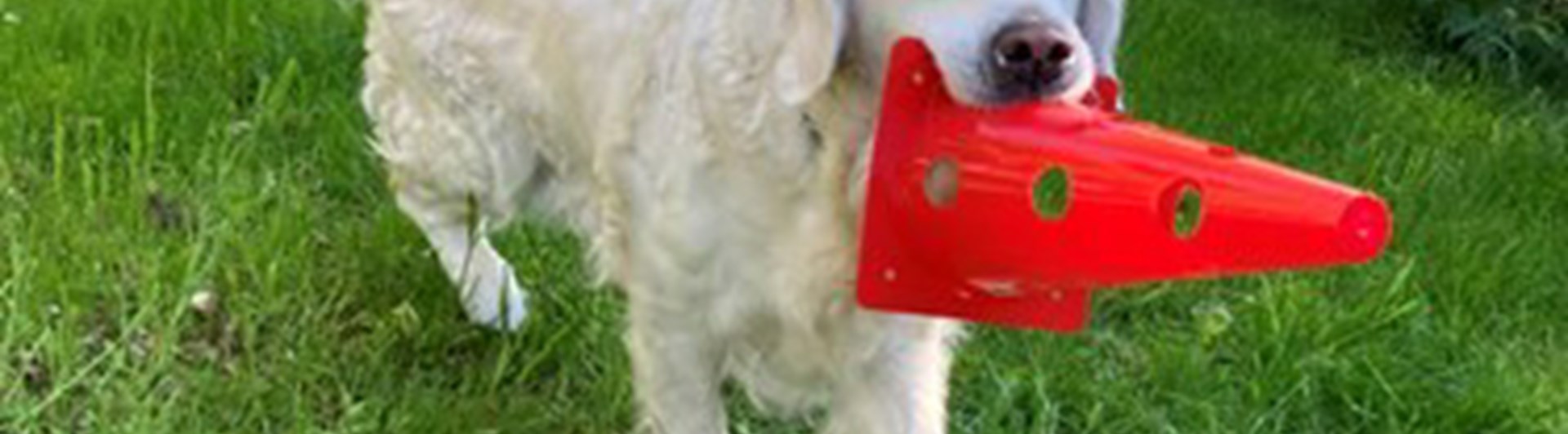 golden retriever apporterar orange plastkon