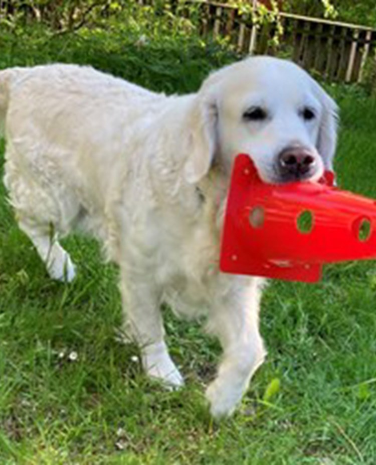 golden retriever apporterar orange plastkon