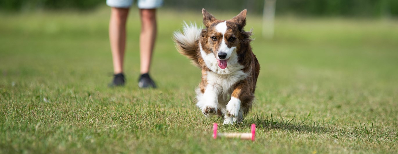 Corgi som springer mot en apportbock och snart ska gripa den