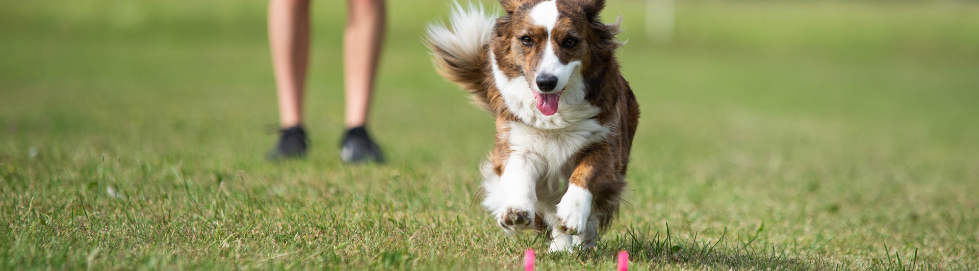 Corgi som springer mot en apportbock och snart ska gripa den