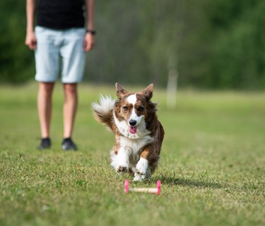 Corgi som springer mot en apportbock och snart ska gripa den