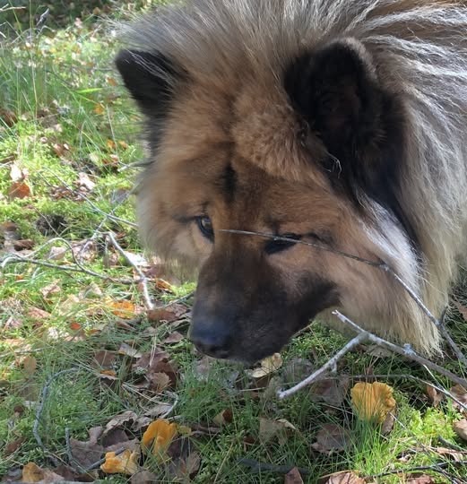 Hund som nosar upp kantareller i skogen