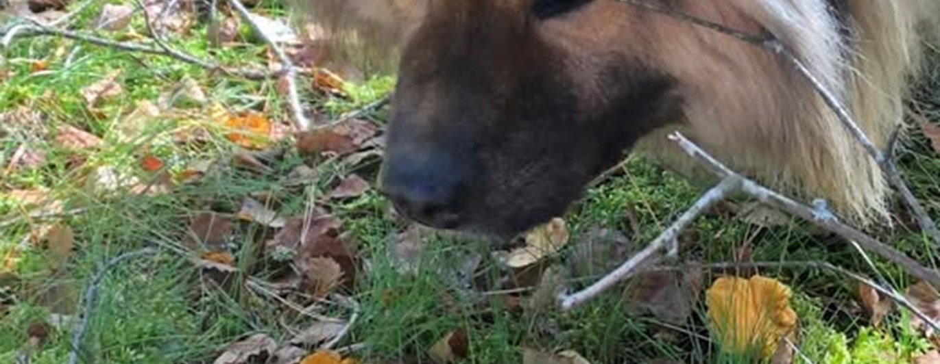 Hund som nosar upp kantareller i skogen