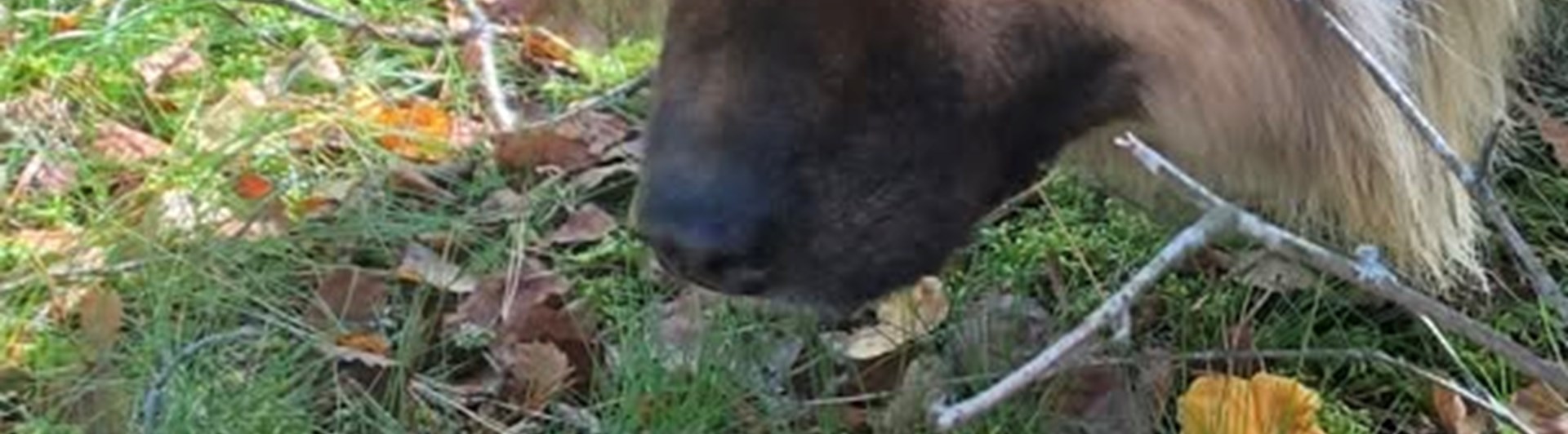 Hund som nosar upp kantareller i skogen