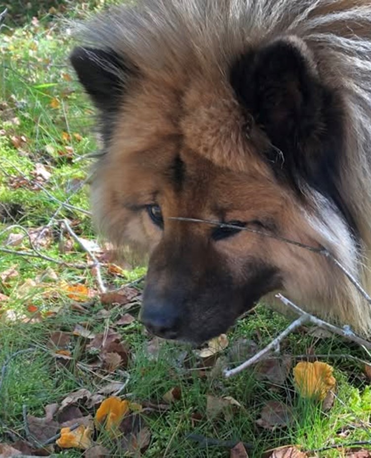 Hund som nosar upp kantareller i skogen