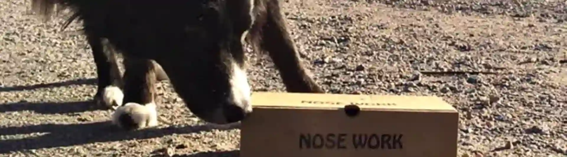Hund som nosar på kartong.