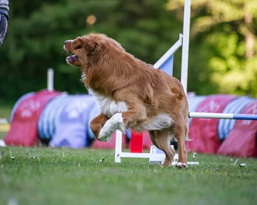 Agility