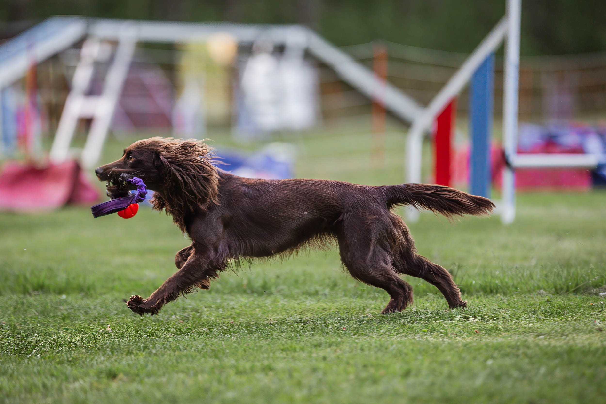 Årets Hund 2025 Jönköpings Brukshundklubb
