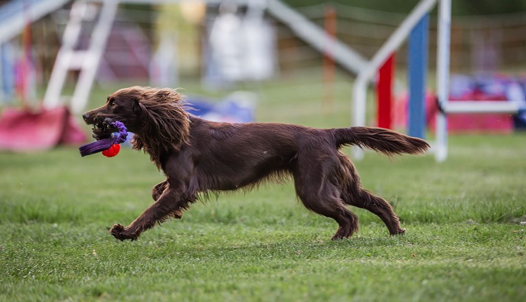 Årets Hund 2025 Jönköpings Brukshundklubb