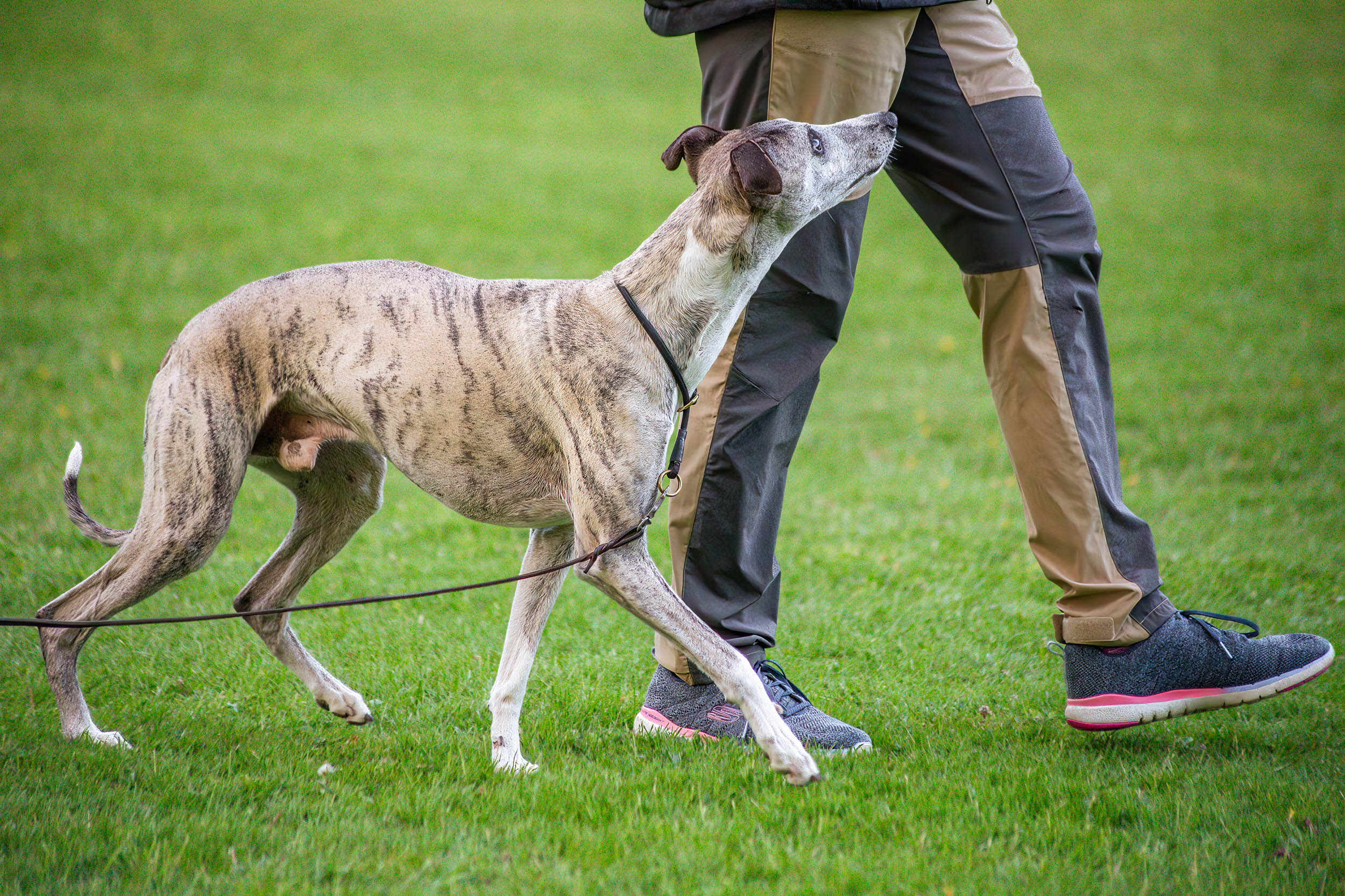 Whippet som går bredvid sin förare