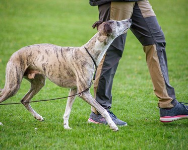 Whippet som går bredvid sin förare