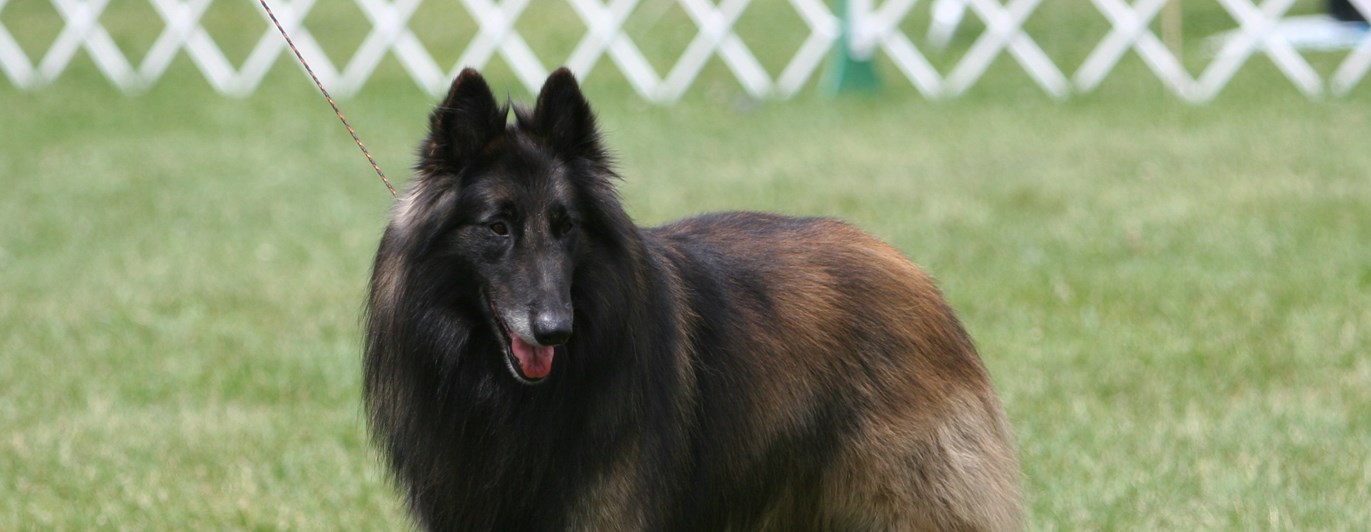 Tervueren på utställning