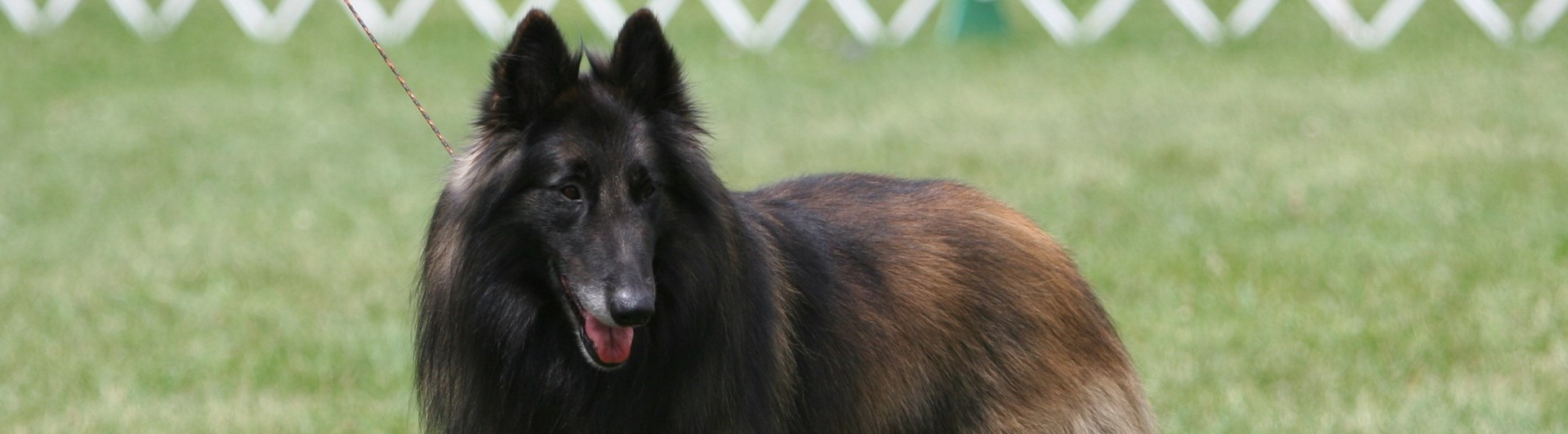 Tervueren på utställning