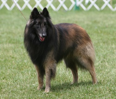 Tervueren på utställning