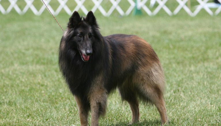 Tervueren på utställning