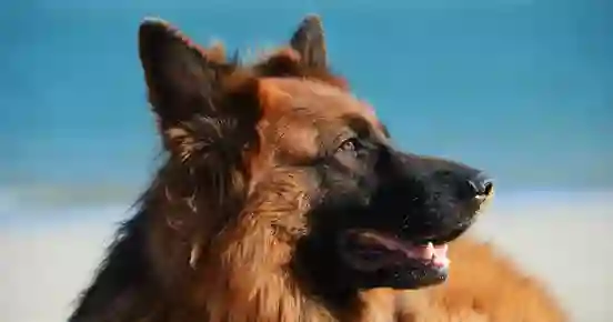 Bild som visar en tysk schäferhunds huvud i profil.