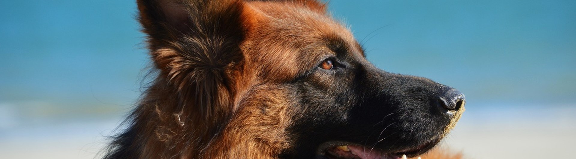 Bild som visar en tysk schäferhunds huvud i profil.