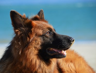 Bild som visar en tysk schäferhunds huvud i profil.