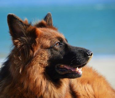 Bild som visar en tysk schäferhunds huvud i profil.