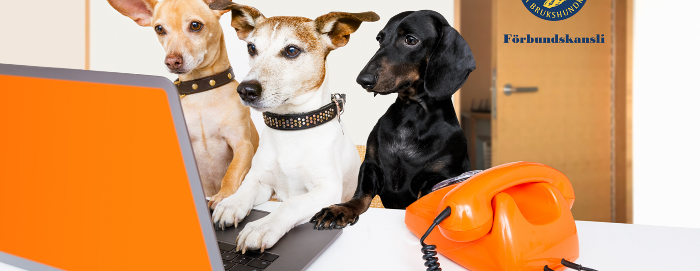 Kontakt SBK förbundskansli