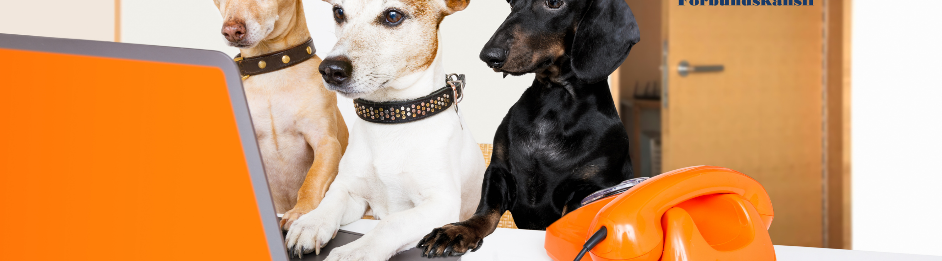 Kontakt SBK förbundskansli