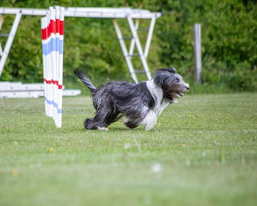 Agility