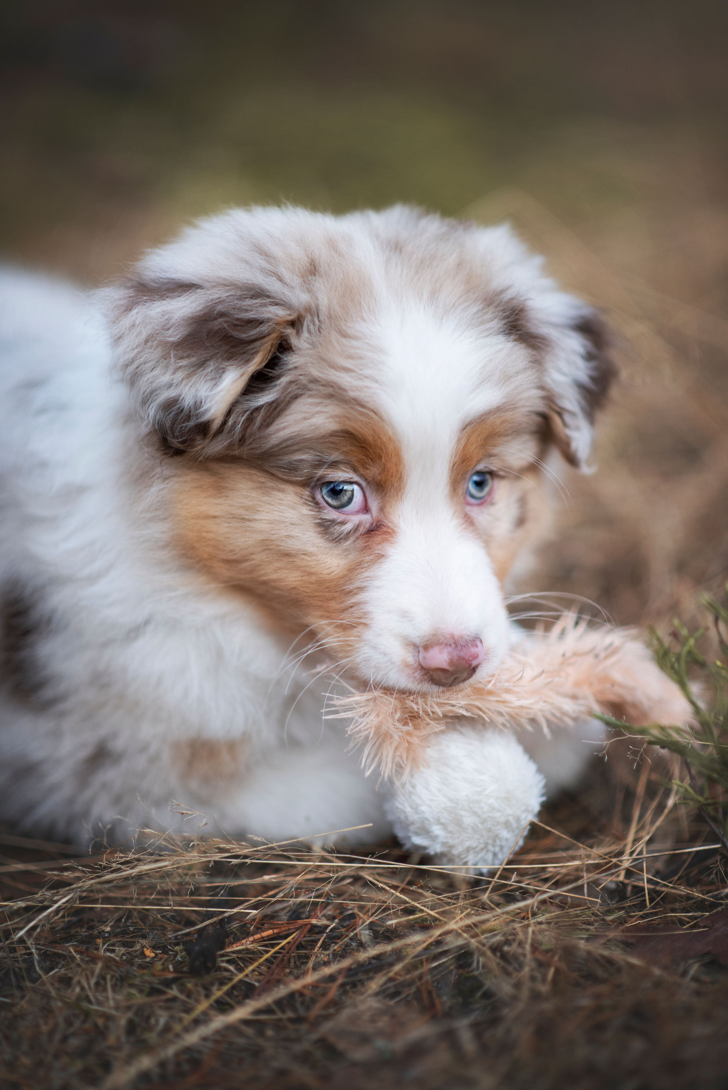 Valpen Candy håller en leksak