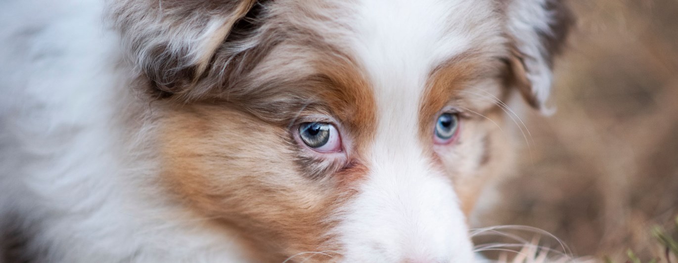 Valpen Candy håller en leksak