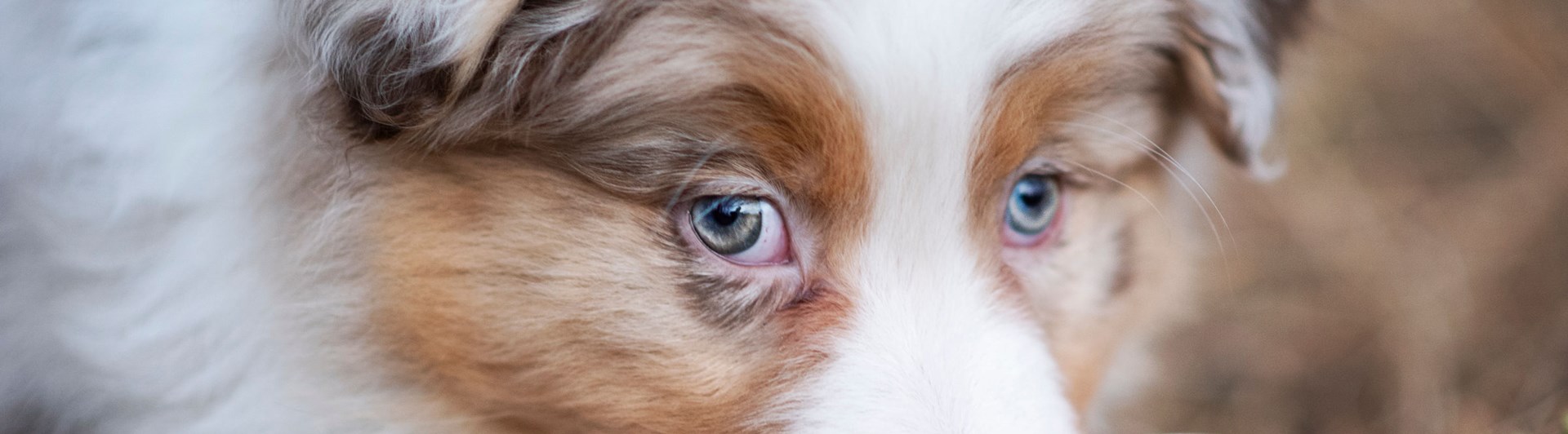 Valpen Candy håller en leksak