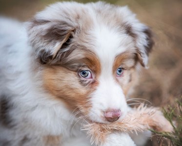 Valpen Candy håller en leksak