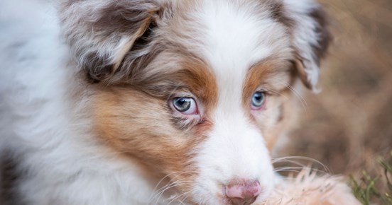 Valpen Candy håller en leksak