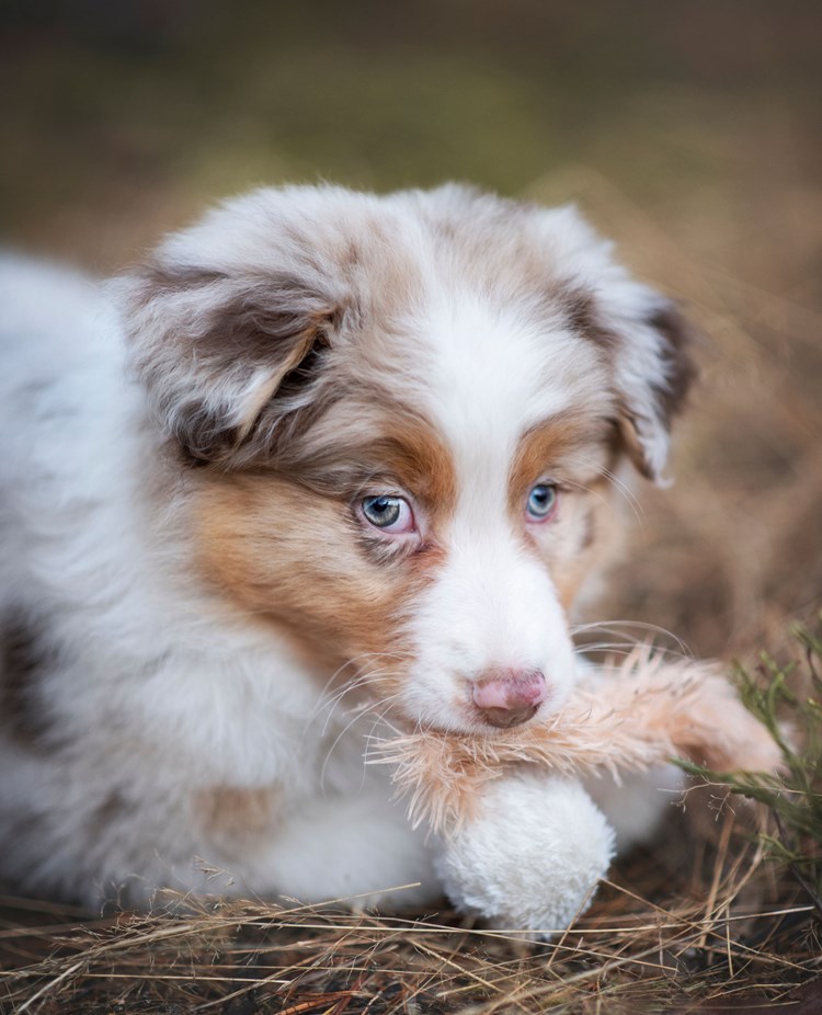 Valpen Candy håller en leksak