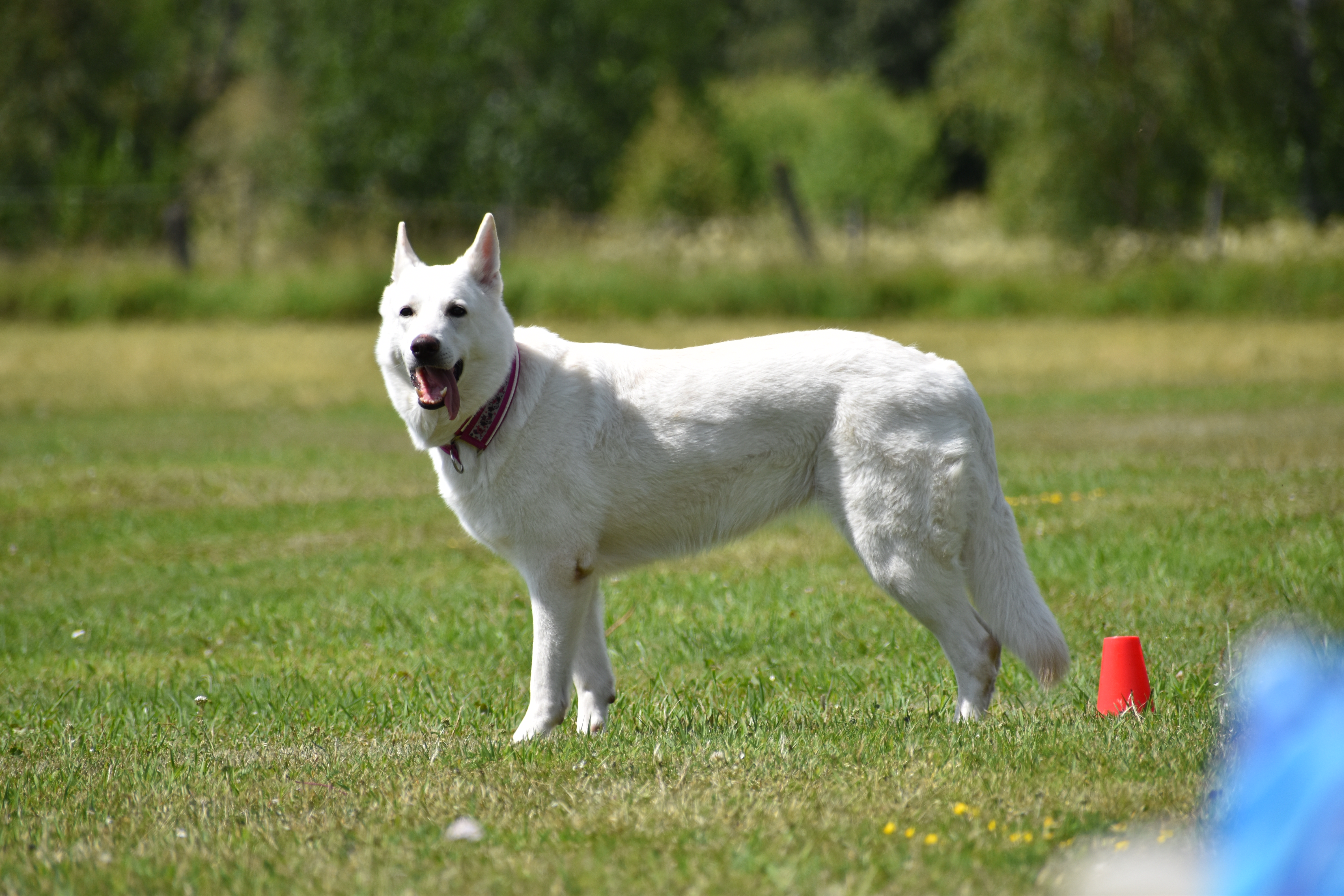 Vit herdehund står på gräsplan