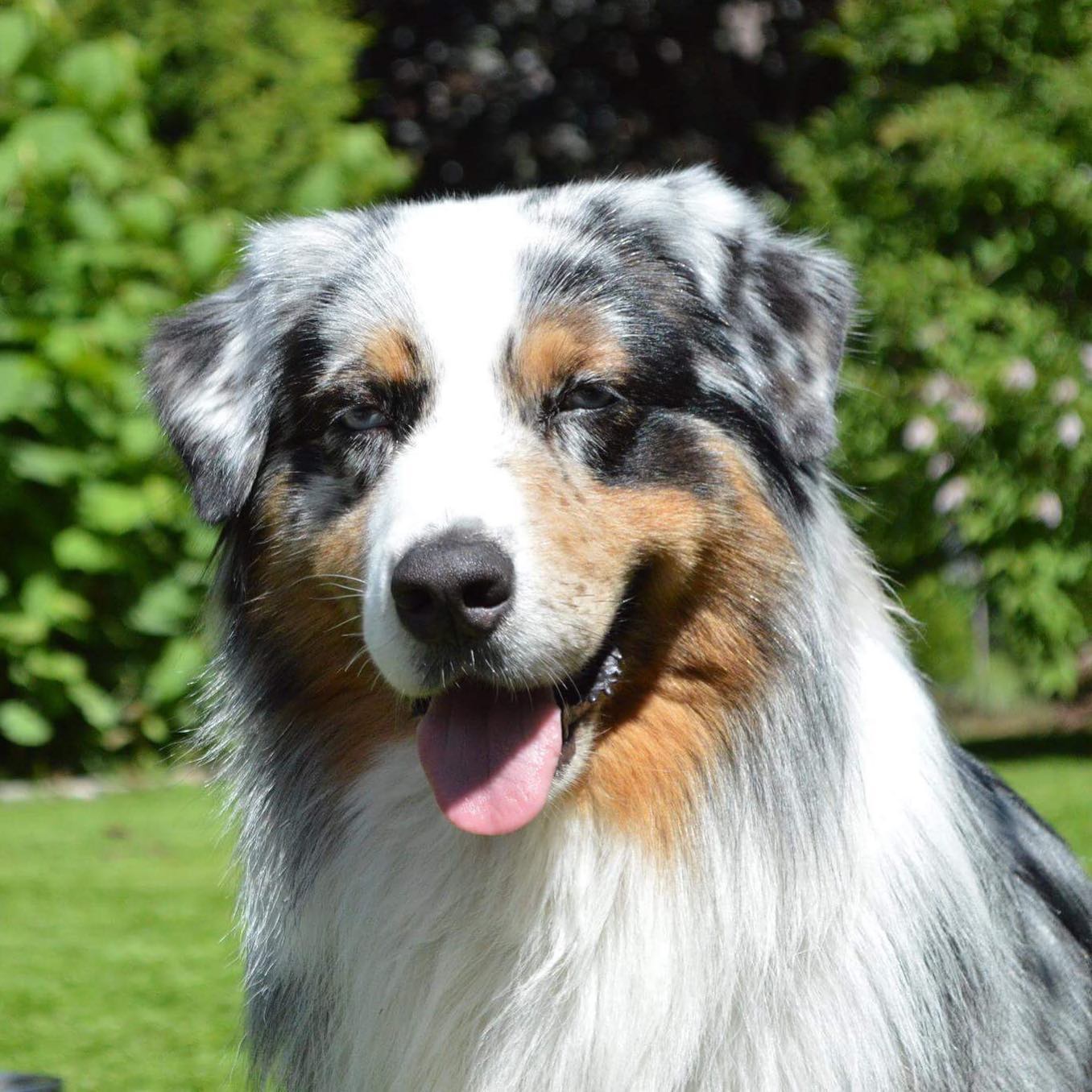 Australian Shepherd