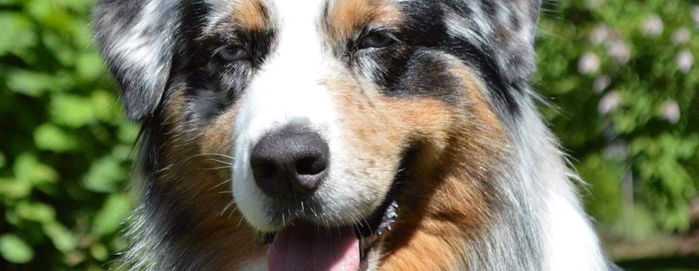 Australian Shepherd