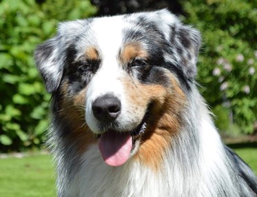 Australian Shepherd