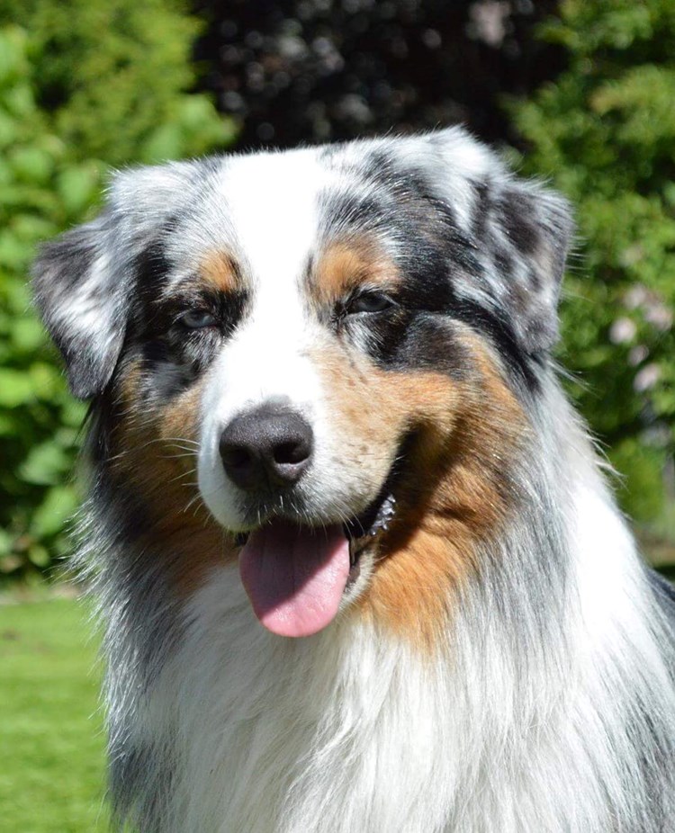 Australian Shepherd