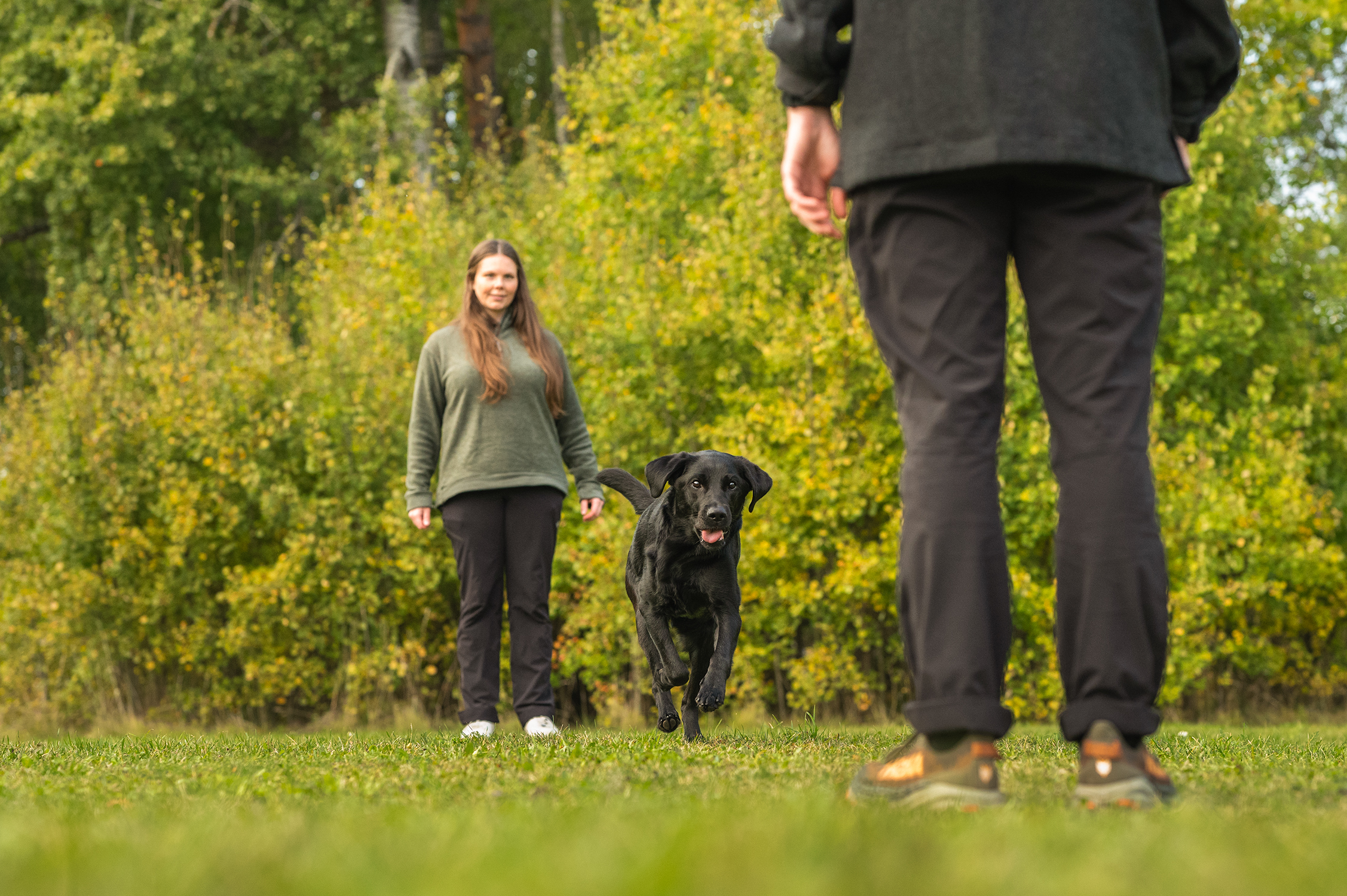 Budföring med en labrador