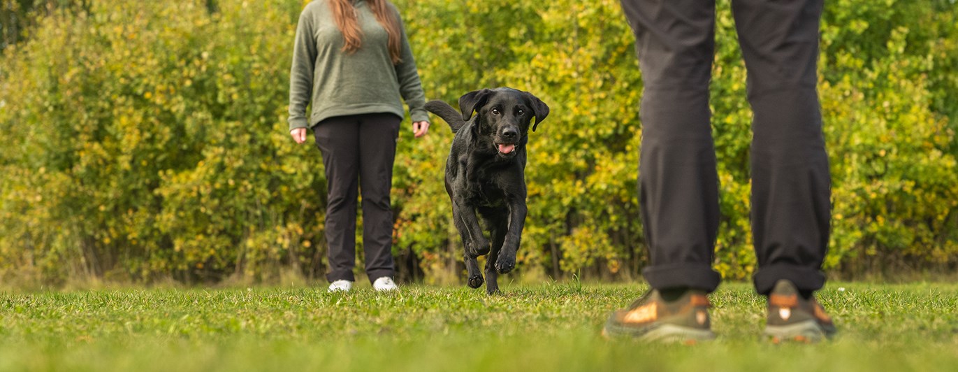 Budföring med en labrador