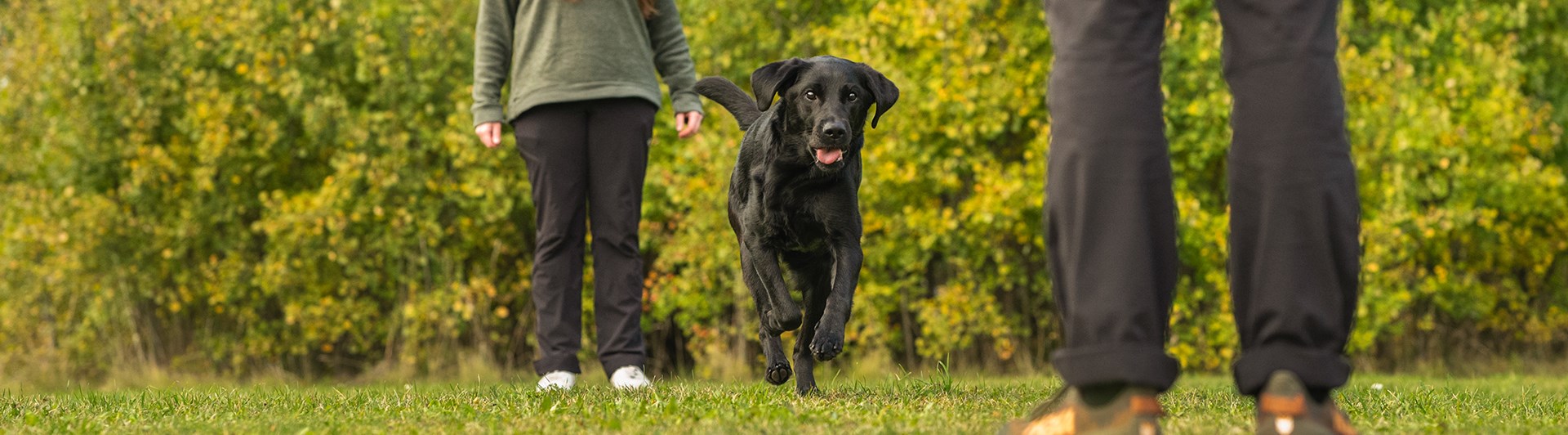 Budföring med en labrador